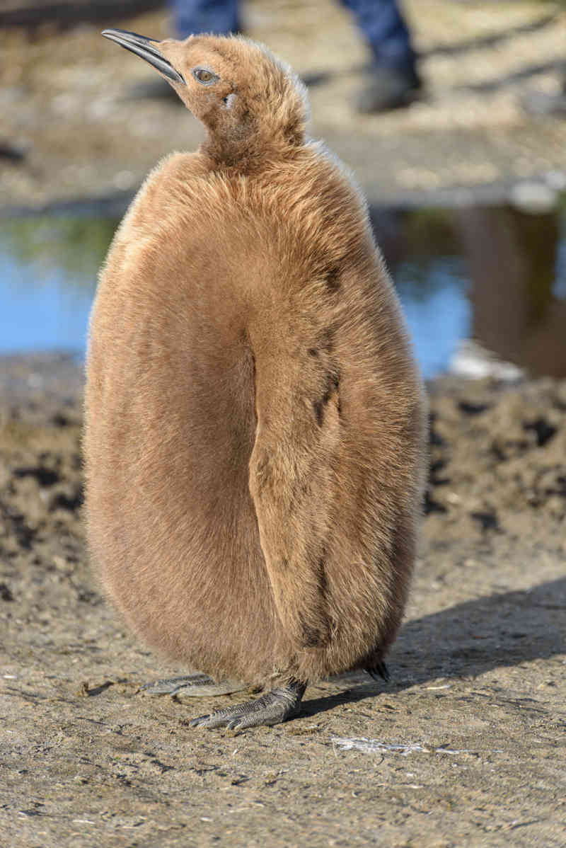 Pingüino Rey - islas Georgias del Sur 043.jpg